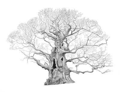A Legacy of Ancient Oaks